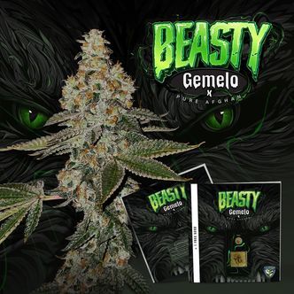 Beasty (T.H.Seeds&trade;) feminizovan&aacute;