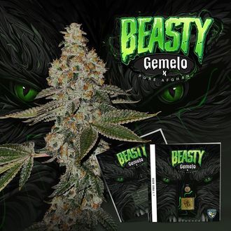 Beasty (T.H.Seeds&trade;) feminizovan&aacute;