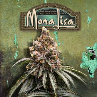 Mona Lisa (T.H.Seeds&trade;) feminizovan&aacute;