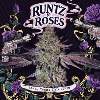Runtz 'N Roses (T.H.Seeds) feminizovan&eacute;