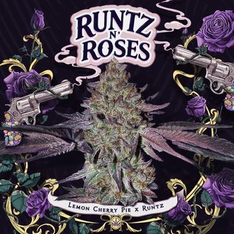 Runtz 'N Roses (T.H.Seeds) feminizovan&eacute;