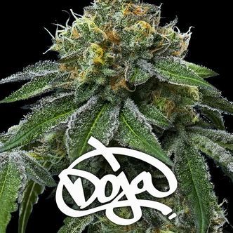 RS11 x Banana OG (Barney's Farm) feminizovan&aacute;