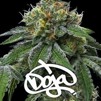 RS11 x Banana OG (Barney's Farm) feminizovan&aacute;