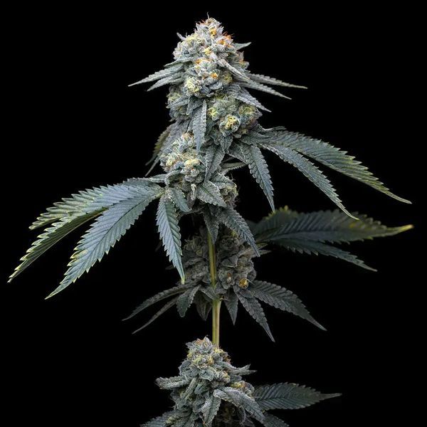 Jealousy (Barney's Farm) feminizovaná