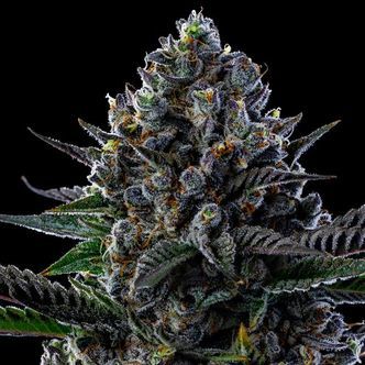 First Lady (Anesia Seeds) feminizovan&aacute;