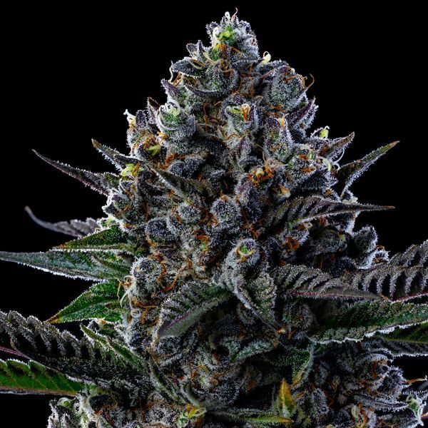 First Lady (Anesia Seeds) feminizovaná