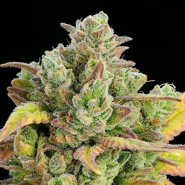 Honey Fried Bananas (Anesia Seeds) feminizovaná