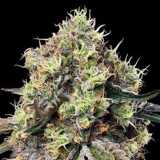 Roswell Code (Anesia Seeds) Feminizovan&aacute;