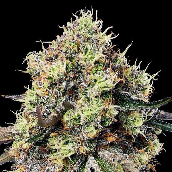 Roswell Code (Anesia Seeds) Feminizovaná