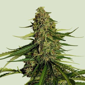 Gaia F1 Auto (Royal Queen Seeds) feminizovan&aacute;
