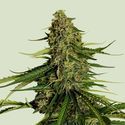 Gaia F1 Auto (Royal Queen Seeds) feminizovaná