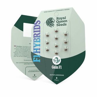 Gaia F1 Auto (Royal Queen Seeds) feminizovaná