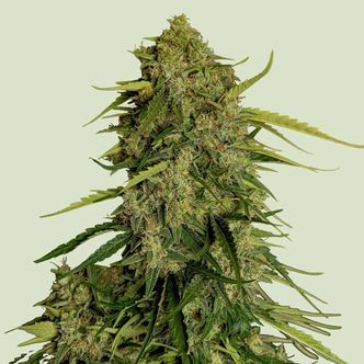 Atlas F1 Auto (Royal Queen Seeds) feminizovan&aacute;