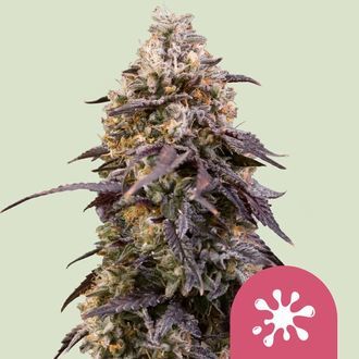 Sticky Queen (Royal Queen Seeds) feminizovan&aacute;