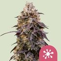 Sticky Queen (Royal Queen Seeds) feminizovaná