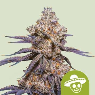 Mexican Rush Auto (Royal Queen Seeds) feminizovan&aacute;
