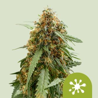 Sticky Queen Samonakv&eacute;tac&iacute; (Royal Queen Seeds) feminizovan&aacute;