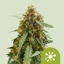 Sticky Queen Samonakvétací (Royal Queen Seeds) feminizovaná