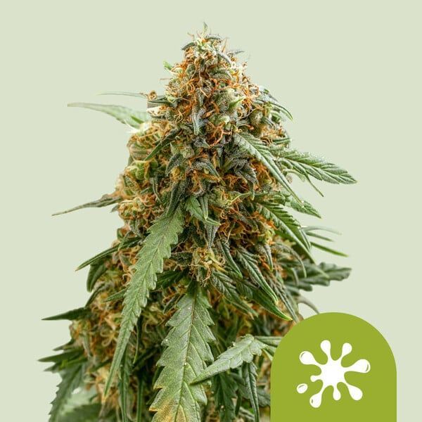 Sticky Queen Samonakvétací (Royal Queen Seeds) feminizovaná