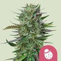 Do-Si-Dos (Royal Queen Seeds) feminizovaná