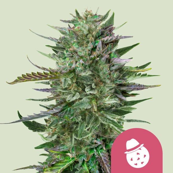 Do-Si-Dos (Royal Queen Seeds) feminizovaná