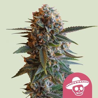 Mexican Rush (Royal Queen Seeds) feminizovan&aacute;