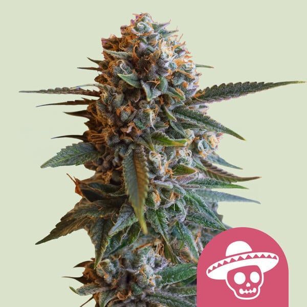 Mexican Rush (Royal Queen Seeds) feminizovaná