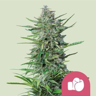Purple Punch (Royal Queen Seeds) feminizovan&aacute;