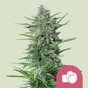 Purple Punch (Royal Queen Seeds) feminizovaná