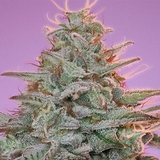 Sinai (Anesia Seeds) feminizovan&aacute;