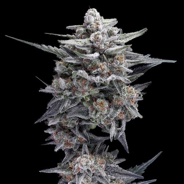HG23 AKA Michael Jordan (DNA Genetics) feminizovaná