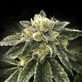 White Chocolope (DNA Genetics) feminizovan&aacute;