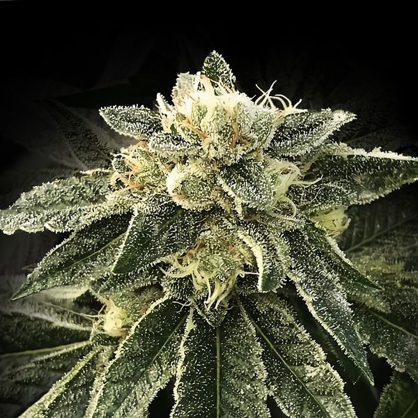 White Chocolope (DNA Genetics) feminizovaná