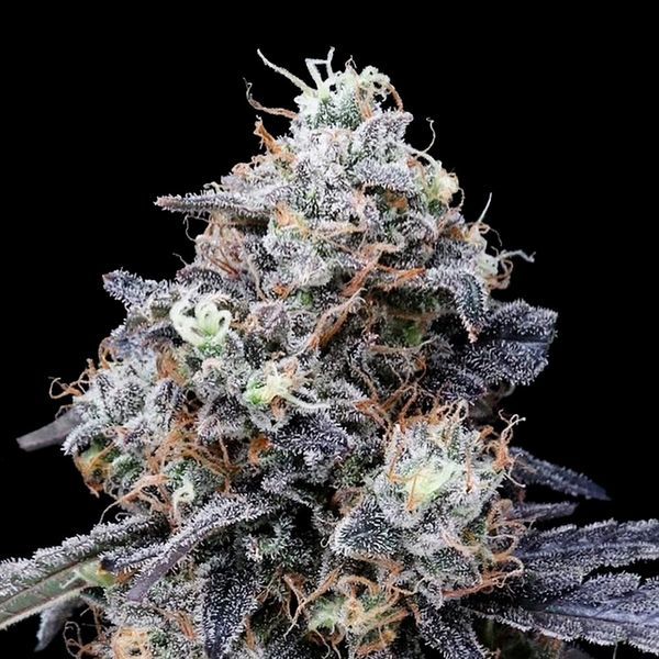 MACmelon Samonakvétací (DNA Genetics) feminizovaná