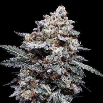 Patrick Swayze Auto (DNA Genetics) feminizovan&aacute;