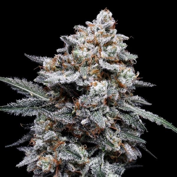 Patrick Swayze Auto (DNA Genetics) feminizovaná