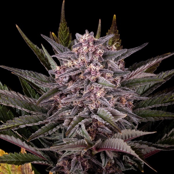 Pink Gelato (Kannabia) feminizovaná