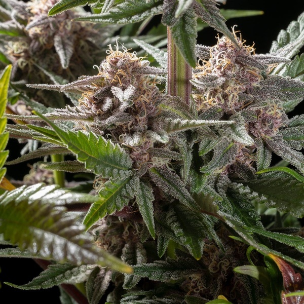 Pink Gelato (Kannabia) feminizovaná