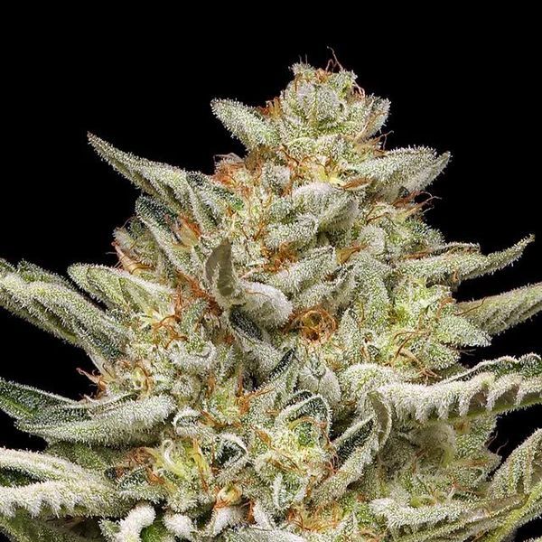 OG Triploid Auto (Humboldt Seed Company) feminizované