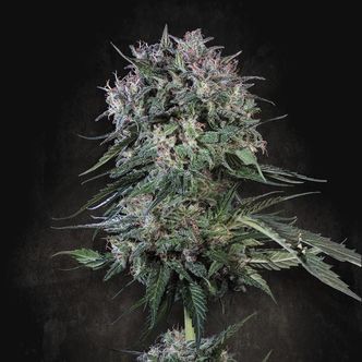 Doppler (Paradise Seeds) feminizovan&aacute;