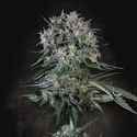 Doppler (Paradise Seeds) feminizovaná