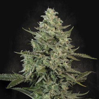 Mendo Cr&egrave;me (Paradise Seeds) feminizovan&aacute;