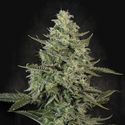 Mendo Crème (Paradise Seeds) feminizovaná