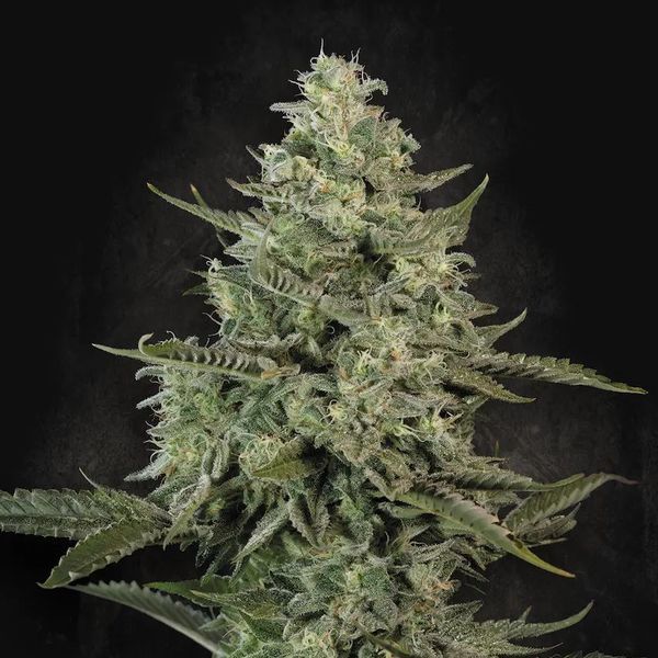 Mendo Crème (Paradise Seeds) feminizovaná