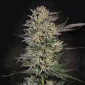 Candy Breath (Paradise Seeds) feminizovaná