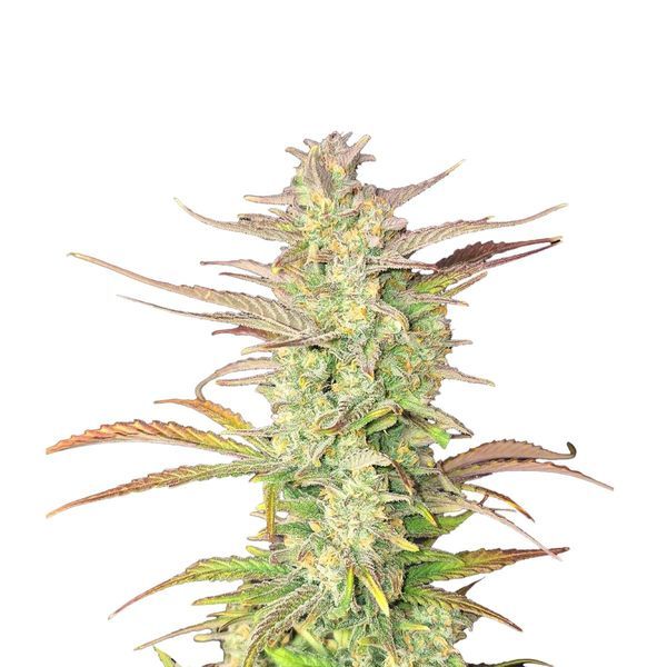Z-Up Auto (FastBuds) feminizovaná