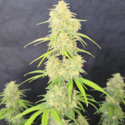 Z-Up Auto (FastBuds) feminizovaná