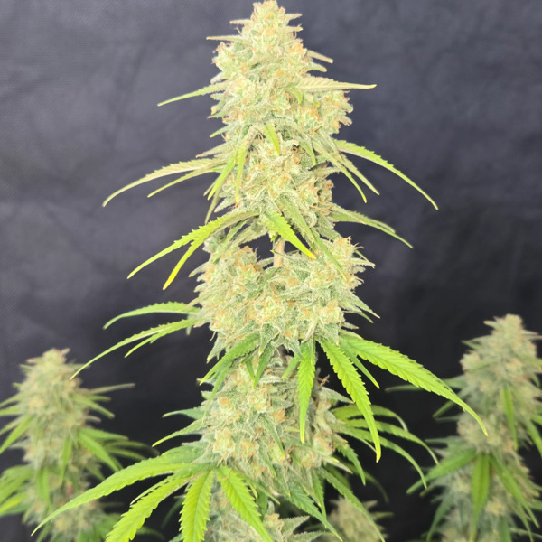 Z-Up Auto (FastBuds) feminizovaná