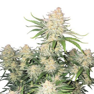 Frostbanger Auto (FastBuds) feminizovan&aacute;