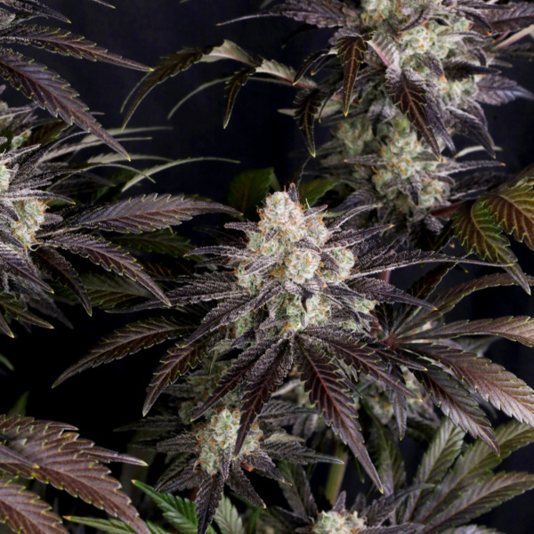 Frostbanger Auto (FastBuds) feminizovaná